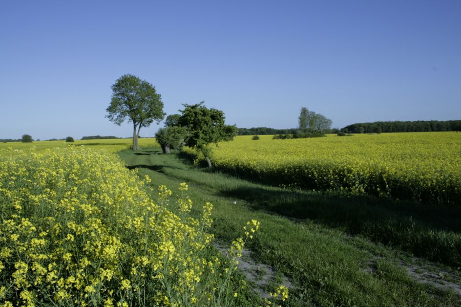Landschaftsbild mit Rapsfeld und einem Weg