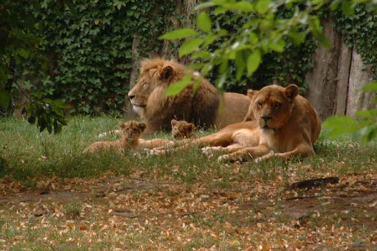Löwen mit Jungtieren im Zoo Stralsund